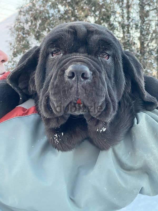 Neapolitan mastiff puppy female from Russia 0