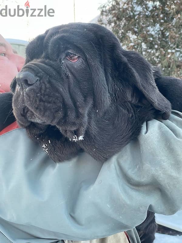 Neapolitan mastiff puppy female from Russia 1