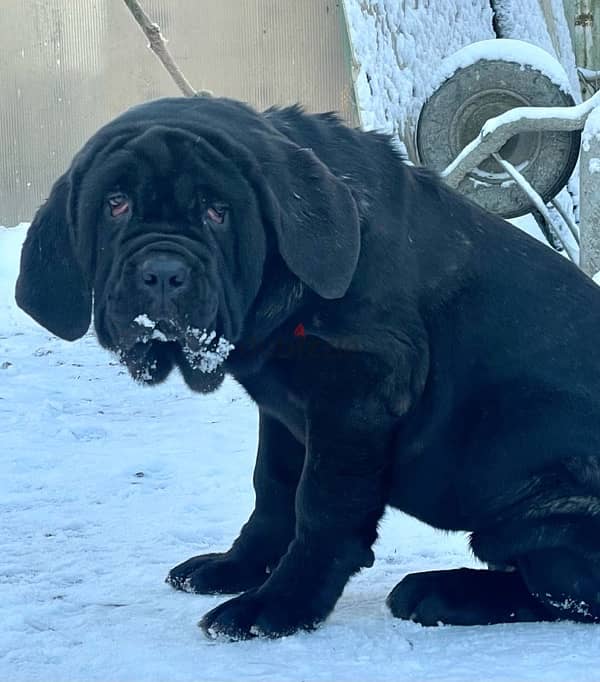 Neapolitan mastiff puppy female from Russia 2