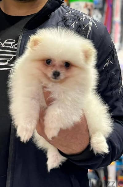 بوميرينيان Pomeranian 60 days