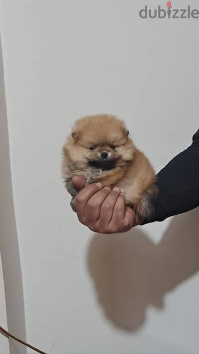 Pomeranian