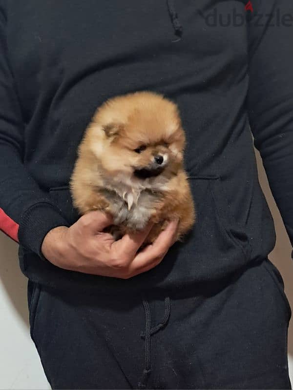 Pomeranian 1