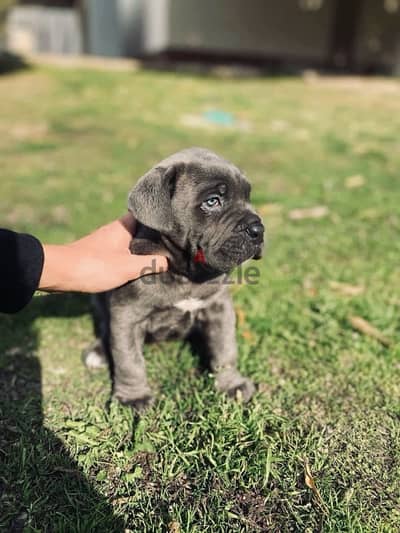 Cane corso / كين كورسو