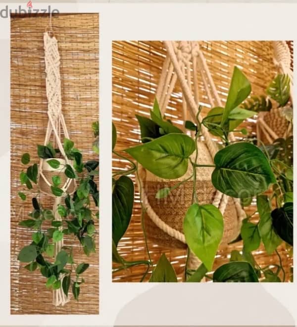 (نبات شلال) hanging plant 1