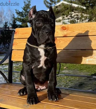 Imported Female Cane Corso