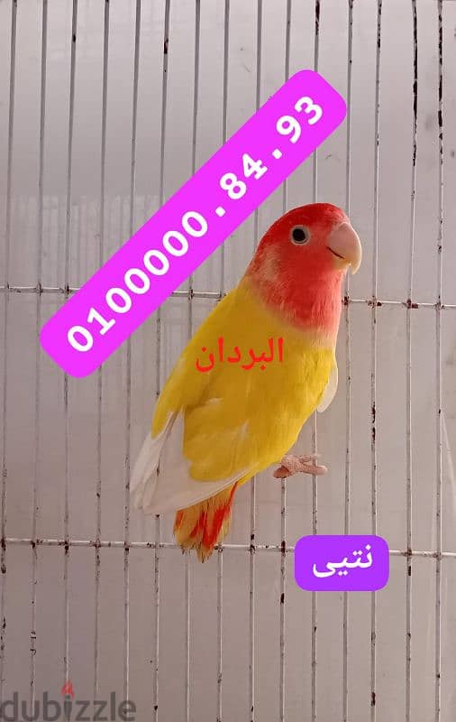 نتايه لاتيني اوبلاين ريد حاجه ما شاء الله بيضه بدون ذكر 0