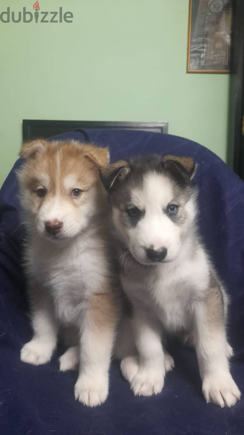 Husky puppies جروي كلب هاسكي 0