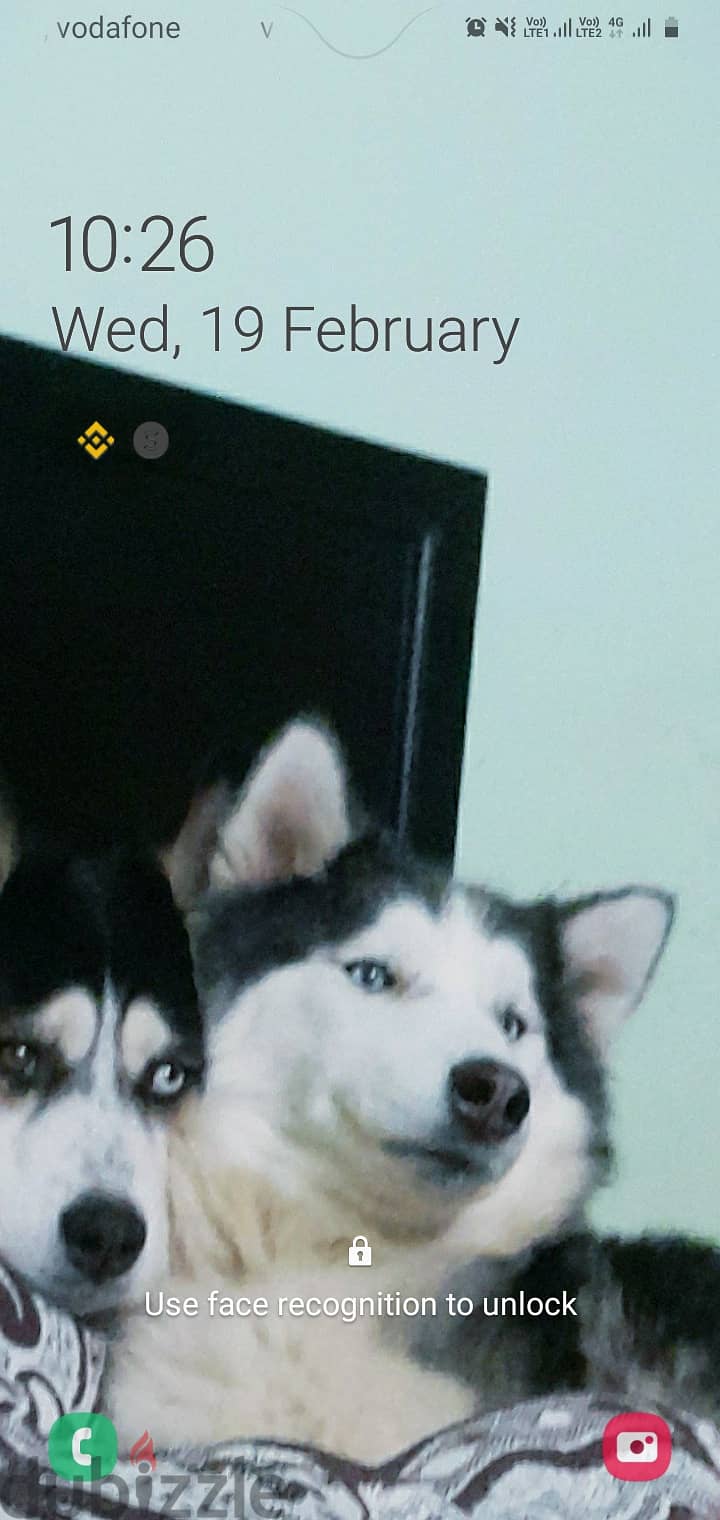 Husky puppies جروي كلب هاسكي 1