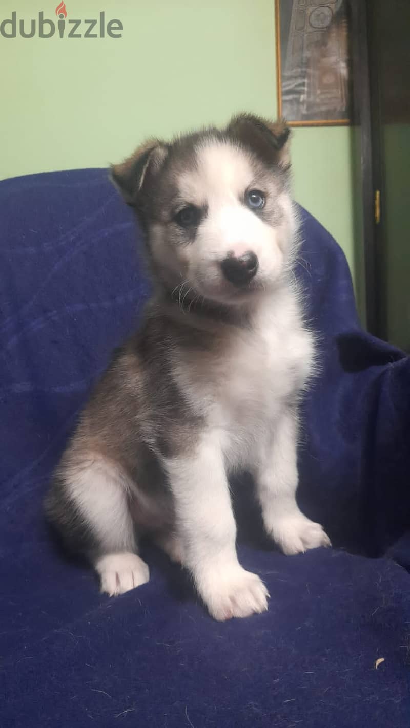 Husky puppies جروي كلب هاسكي 2