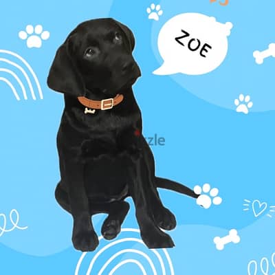 Pure Female English Labrador Retriever Puppy