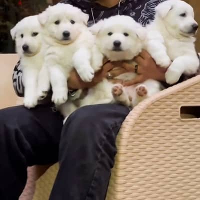 اقوي جراوي وايت جيرمن في مصر ولاد البطل بويكا - white german puppies