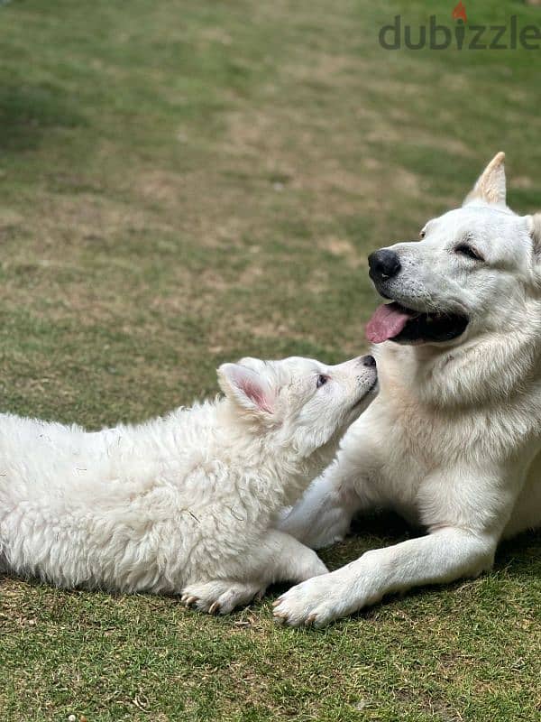 اقوي جراوي وايت جيرمن في مصر ولاد البطل بويكا - white german puppies 1