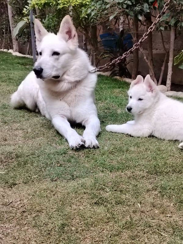 اقوي جراوي وايت جيرمن في مصر ولاد البطل بويكا - white german puppies 2