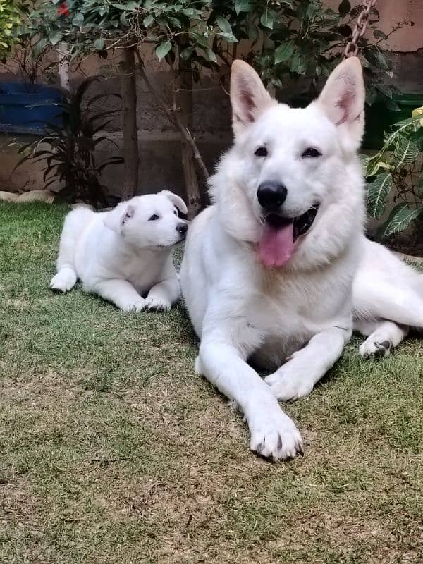 اقوي جراوي وايت جيرمن في مصر ولاد البطل بويكا - white german puppies 3