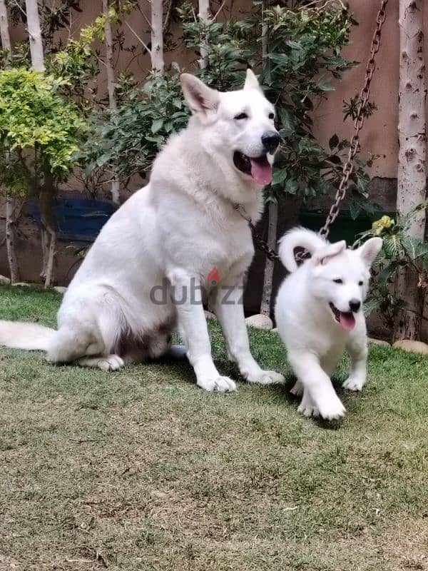 اقوي جراوي وايت جيرمن في مصر ولاد البطل بويكا - white german puppies 4