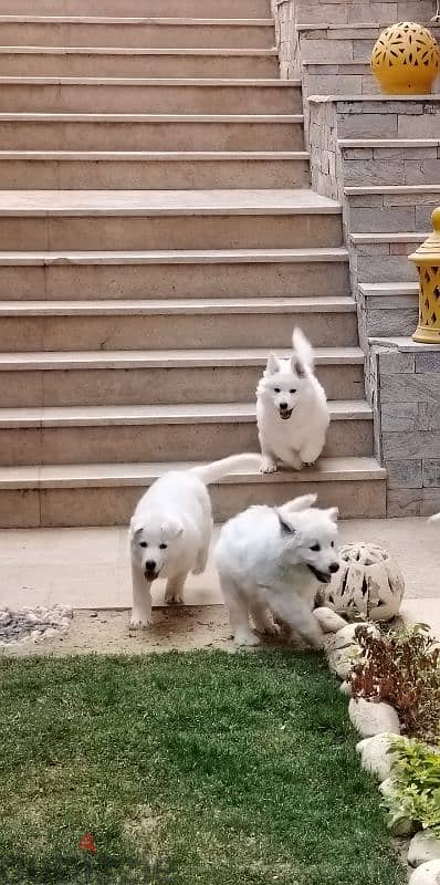 اقوي جراوي وايت جيرمن في مصر ولاد البطل بويكا - white german puppies 5