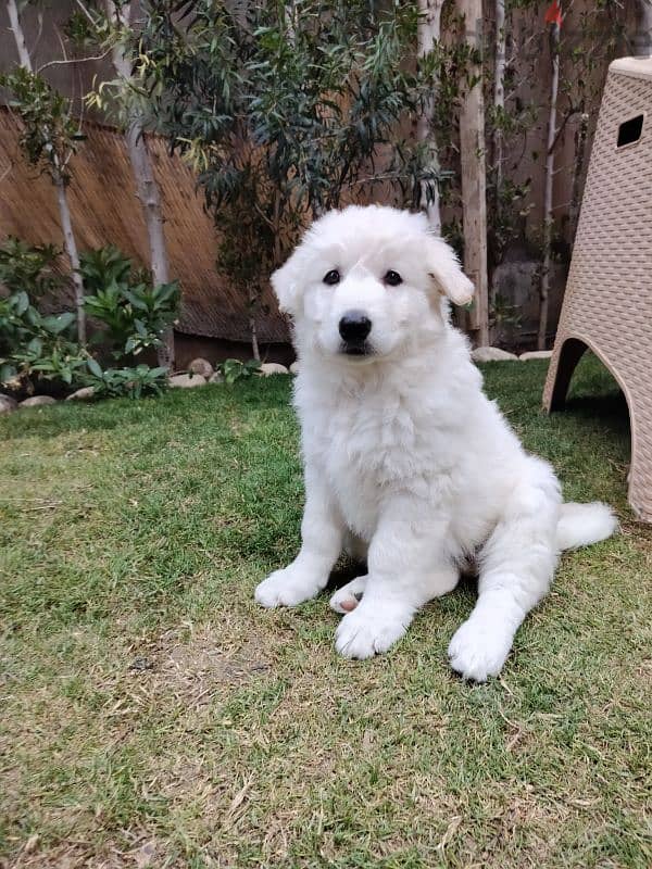 اقوي جراوي وايت جيرمن في مصر ولاد البطل بويكا - white german puppies 7