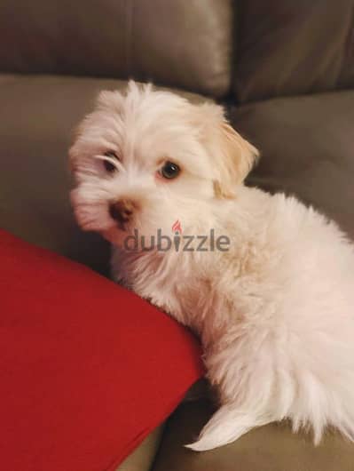 HAVANESE PUPPIES,  هفانيز