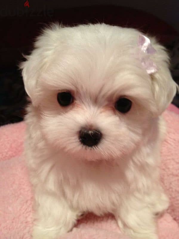 HAVANESE PUPPIES,  هفانيز 1