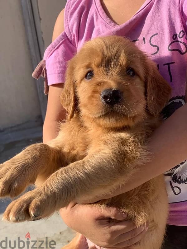 golden retriever puppies top quality جولدن ريتريفر 1