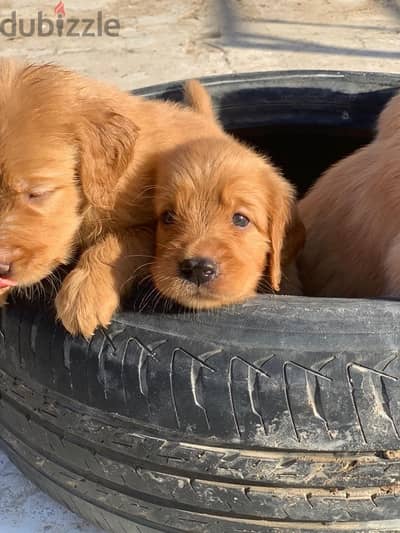 golden retriever جولدن ريتريفر