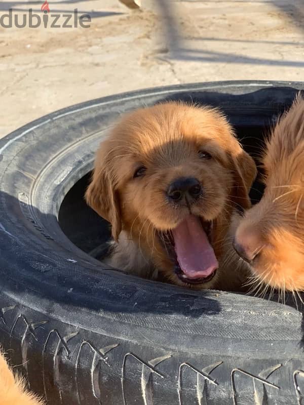 golden retriever جولدن ريتريفر 2