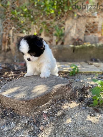 panda face havanese هفانيز