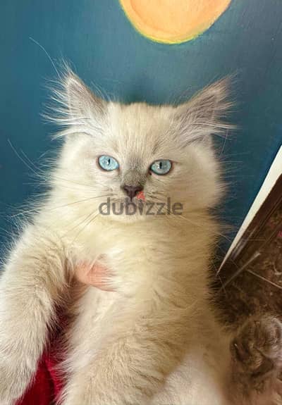 Ragdoll cats قطط راغدول