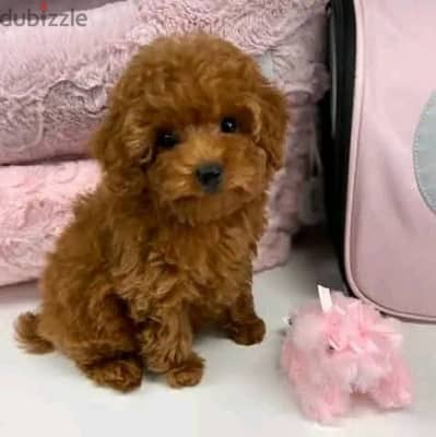 Toy poodle female