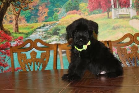 Giant Schnauzer puppy boy from Russia