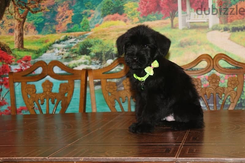 Giant Schnauzer puppy boy from Russia 1