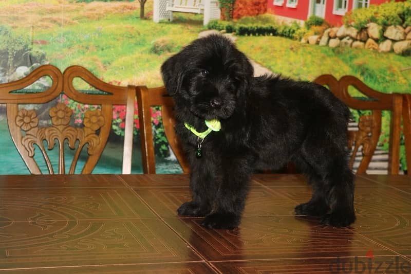 Giant Schnauzer puppy boy from Russia 2