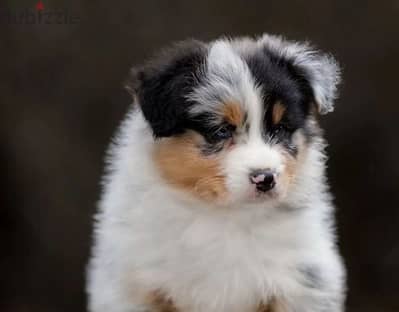 Australian shepherd puppy boy from Russia