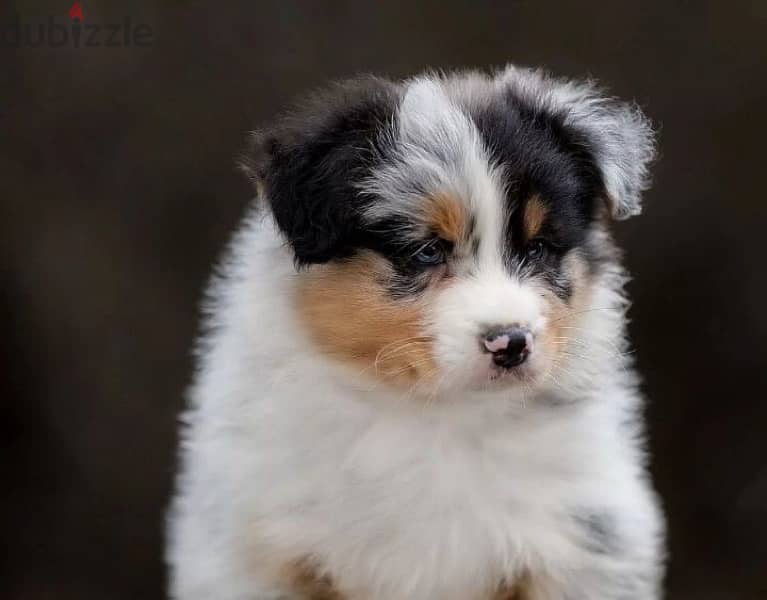 Australian shepherd puppy boy from Russia 0