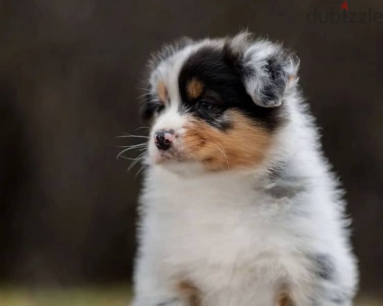 Australian shepherd puppy boy from Russia 1