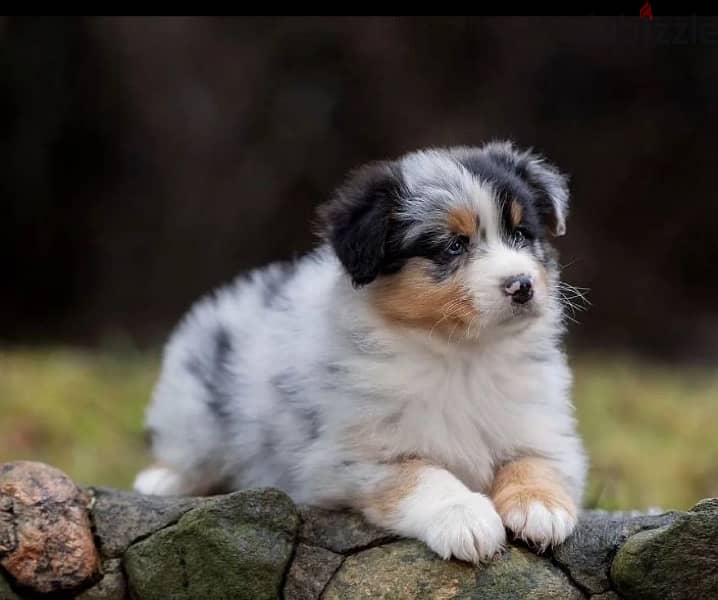 Australian shepherd puppy boy from Russia 2