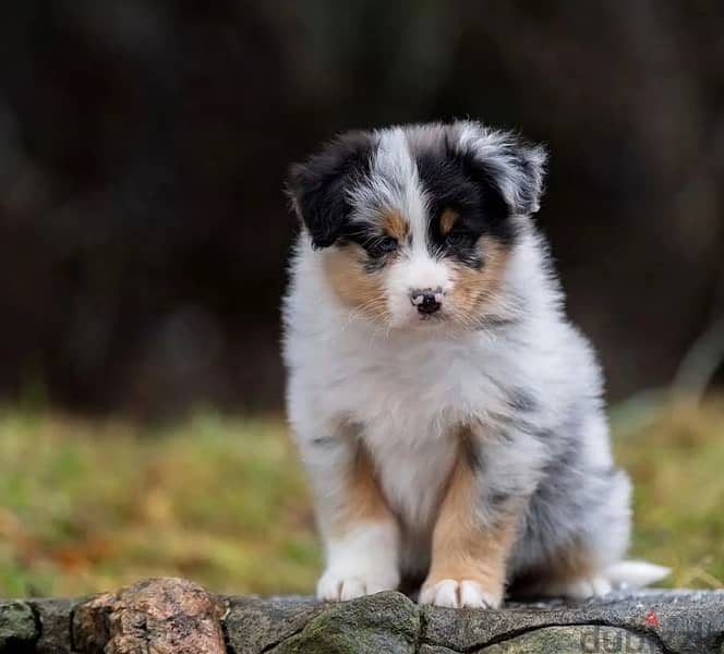 Australian shepherd puppy boy from Russia 3