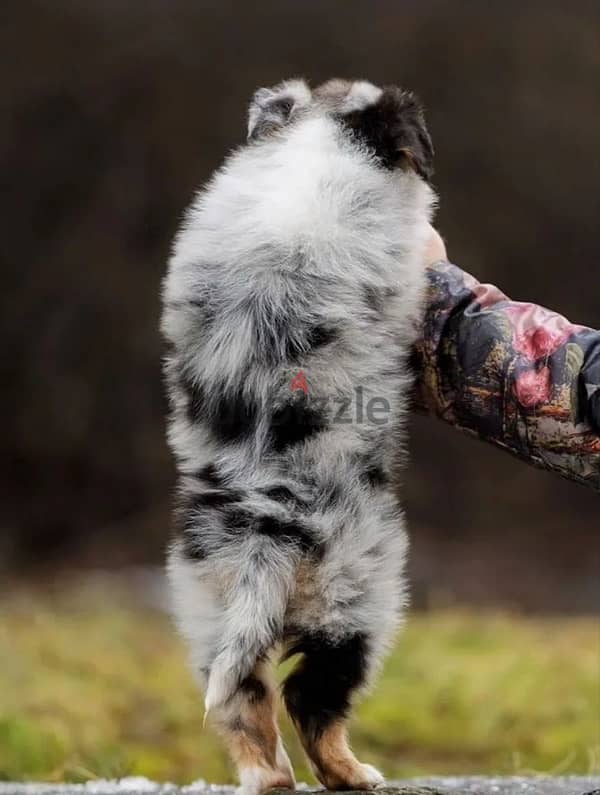 Australian shepherd puppy boy from Russia 4