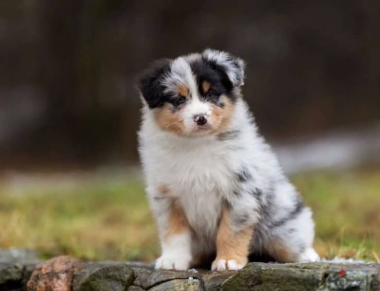 Australian shepherd puppy boy from Russia 5