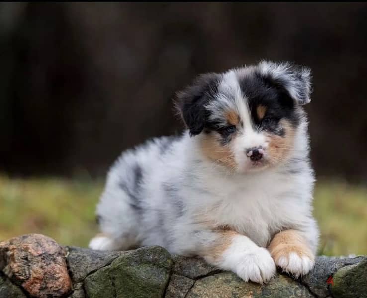 Australian shepherd puppy boy from Russia 6