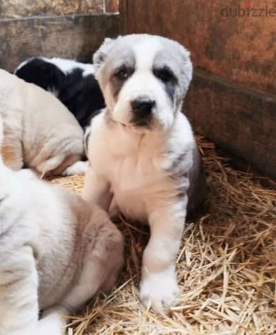 Alabai puppies from Russia