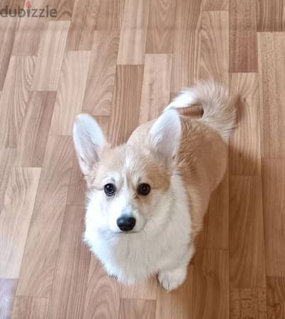 Welsh Corgi puppy female from Russia