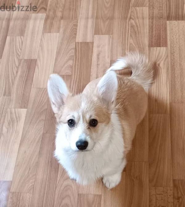 Welsh Corgi puppy female from Russia 0