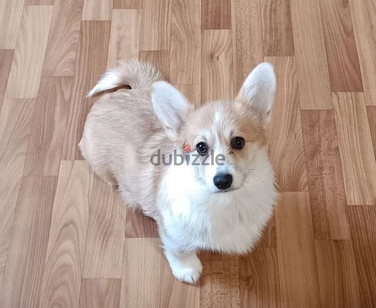 Welsh Corgi puppy female from Russia 1