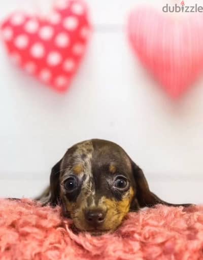 Dachshund small rabbit marble female from Russia