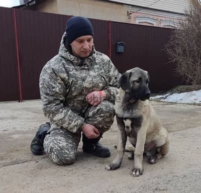 Turkish Kangal puppy female from Russia