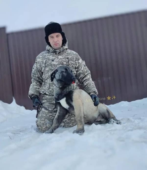 Turkish Kangal puppy female from Russia 1