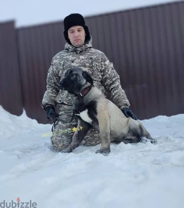 Turkish Kangal puppy female from Russia 2