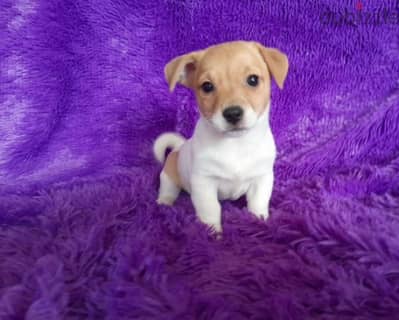 Jack Russell terrier boys from Russia