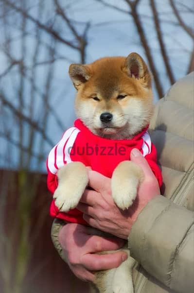 Shiba Inu boys from Russia